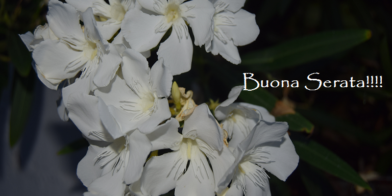 Buona Serata