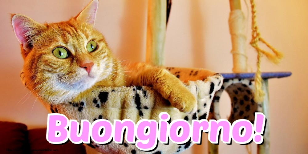 Buongiorno!
