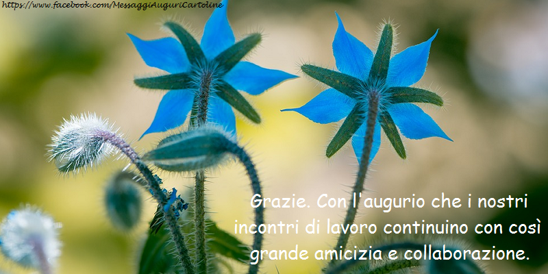 Grazie. Con l'augurio che i nostri incontri di lavoro continuino con così grande amicizia e collaborazione.