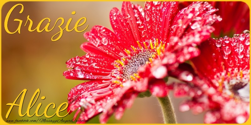 Cartoline di grazie - Grazie Alice