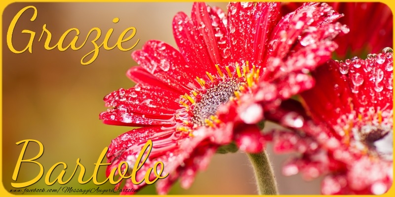 Cartoline di grazie - Grazie Bartolo