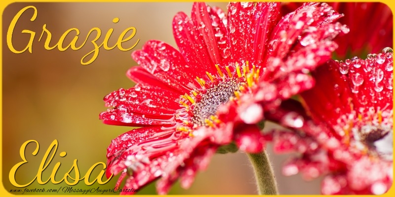 Cartoline di grazie - Grazie Elisa