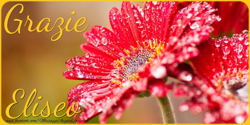 Cartoline di grazie - Fiori | Grazie Eliseo