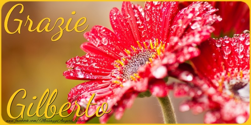 Cartoline di grazie - Grazie Gilberto
