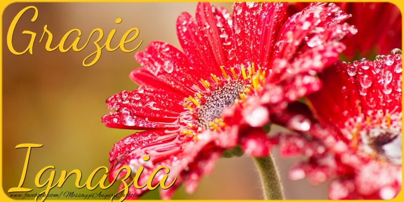 Cartoline di grazie - Grazie Ignazia