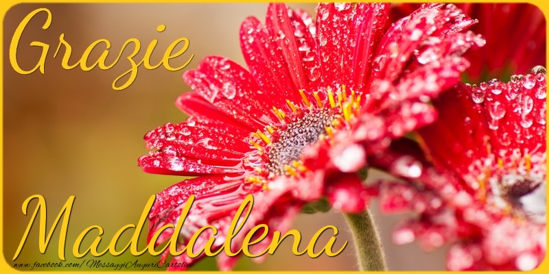 Cartoline di grazie - Grazie Maddalena