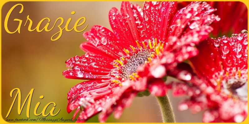 Cartoline di grazie - Grazie Mia