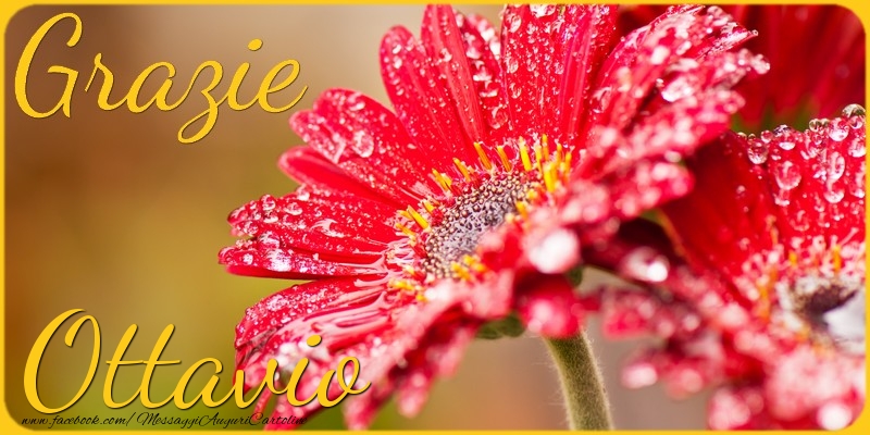 Cartoline di grazie - Grazie Ottavio