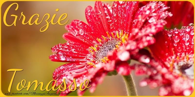 Cartoline di grazie - Grazie Tomasso