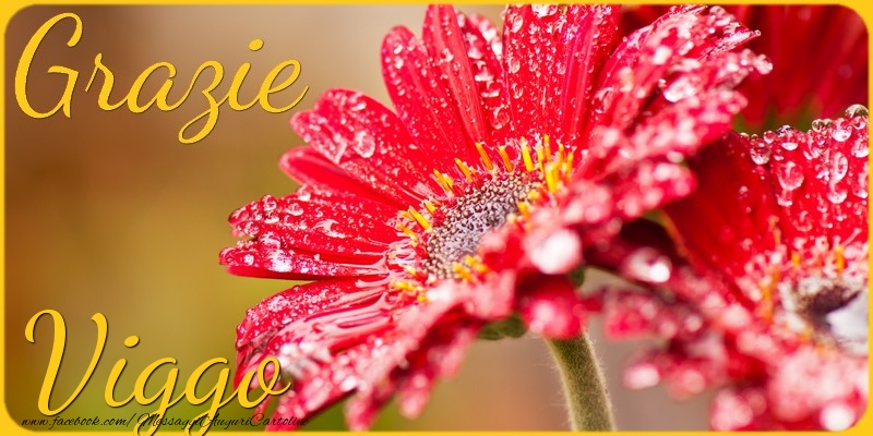 Cartoline di grazie - Fiori | Grazie Viggo